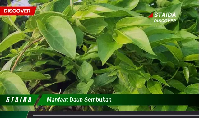 manfaat daun sembukan