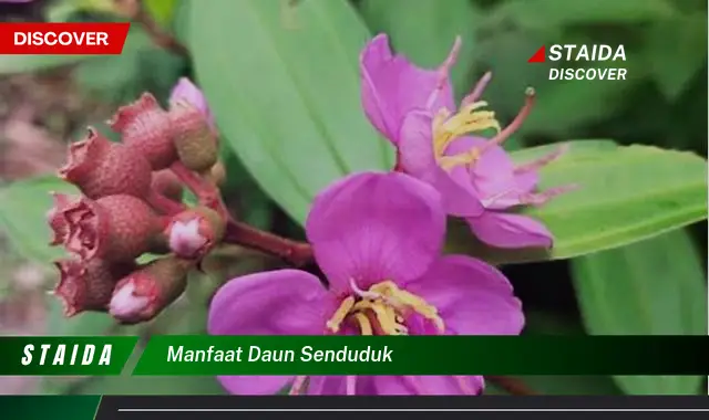 manfaat daun senduduk