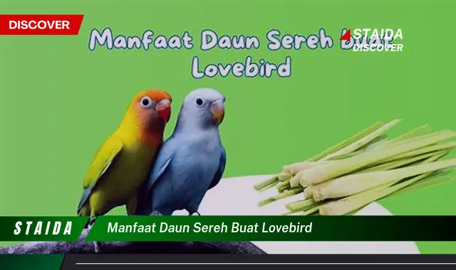 manfaat daun sereh buat lovebird