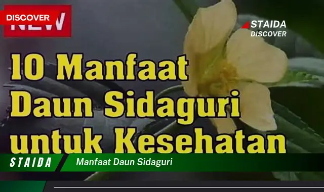 manfaat daun sidaguri