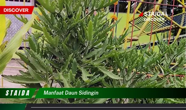 manfaat daun sidingin