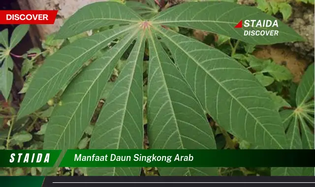 manfaat daun singkong arab