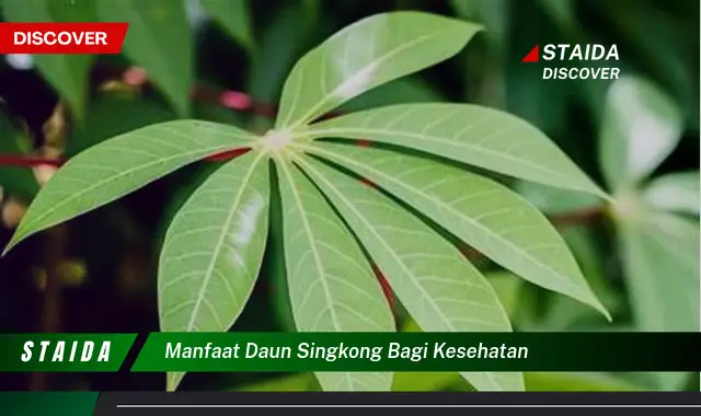 manfaat daun singkong bagi kesehatan