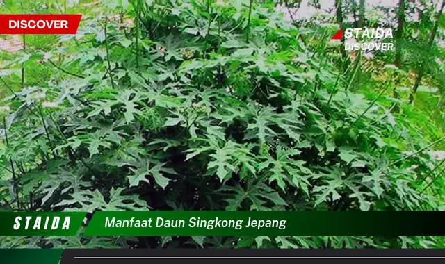 manfaat daun singkong jepang