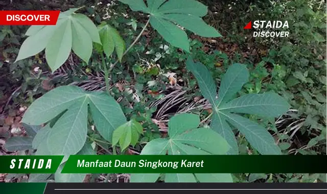 manfaat daun singkong karet