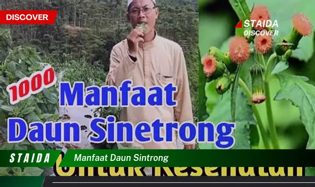 manfaat daun sintrong