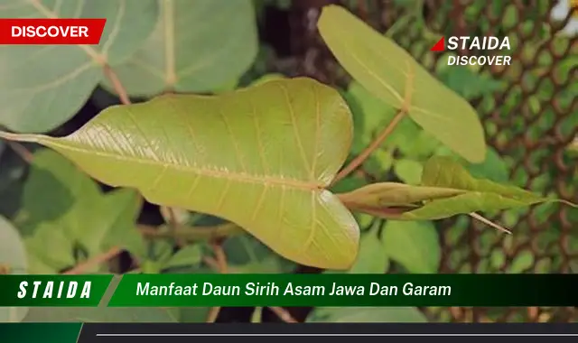 manfaat daun sirih asam jawa dan garam