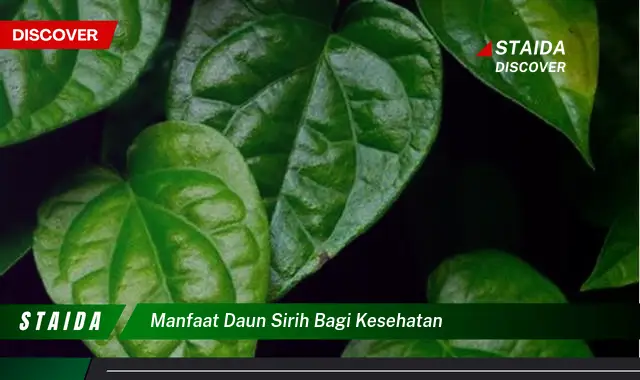 manfaat daun sirih bagi kesehatan