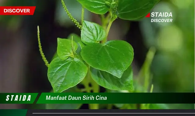 manfaat daun sirih cina