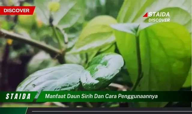 manfaat daun sirih dan cara penggunaannya