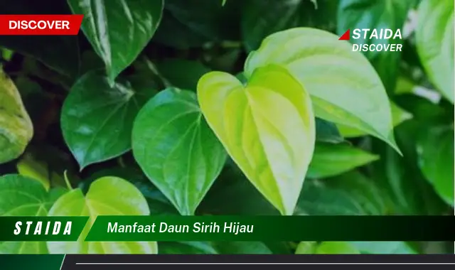 manfaat daun sirih hijau