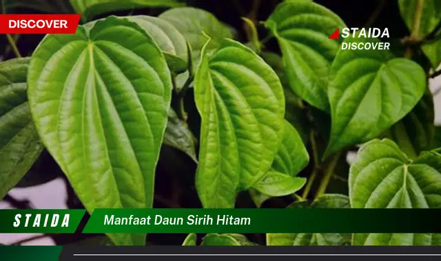 manfaat daun sirih hitam