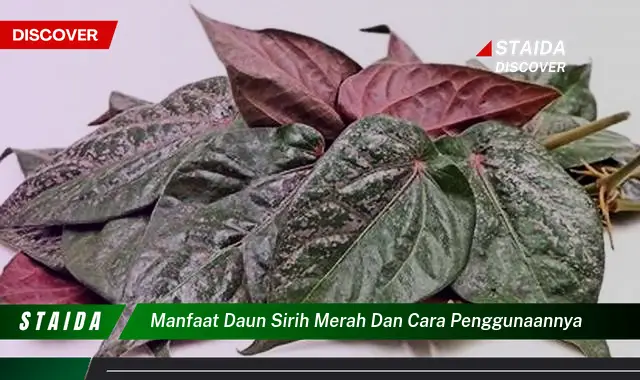 manfaat daun sirih merah dan cara penggunaannya