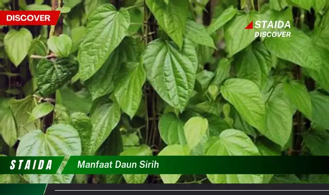 manfaat daun sirih