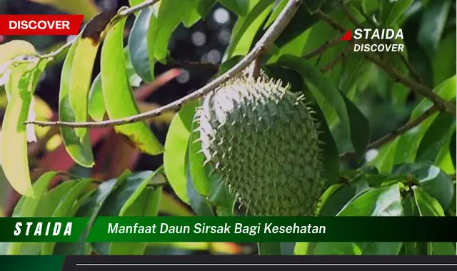 manfaat daun sirsak bagi kesehatan