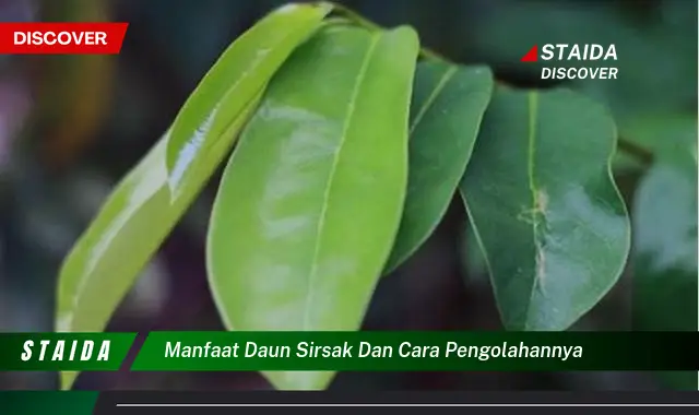 manfaat daun sirsak dan cara pengolahannya