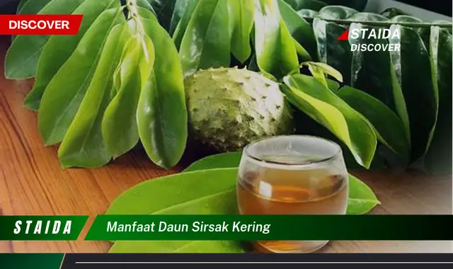 manfaat daun sirsak kering