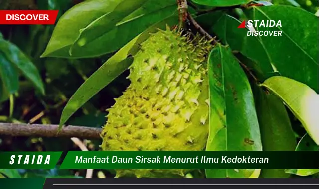 manfaat daun sirsak menurut ilmu kedokteran