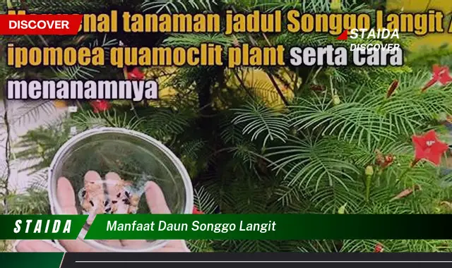 manfaat daun songgo langit