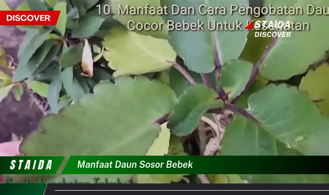 manfaat daun sosor bebek