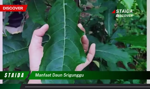 manfaat daun srigunggu