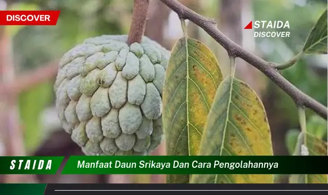 manfaat daun srikaya dan cara pengolahannya