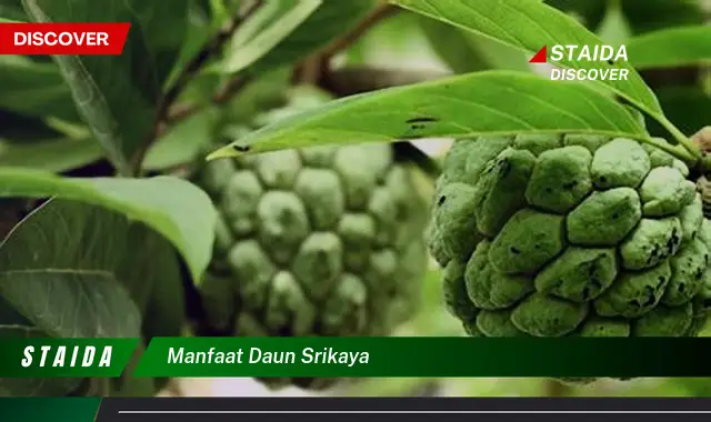 manfaat daun srikaya