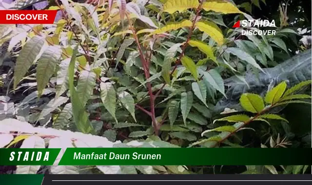 manfaat daun srunen