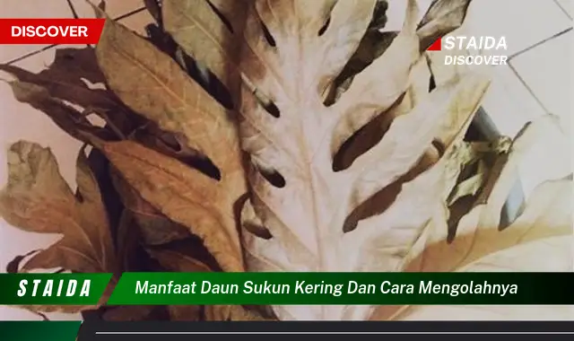 manfaat daun sukun kering dan cara mengolahnya