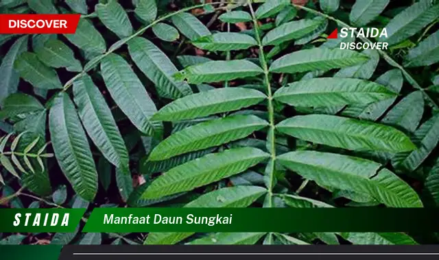 manfaat daun sungkai