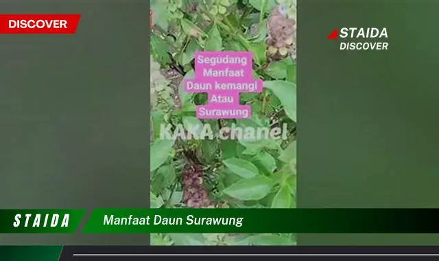 manfaat daun surawung