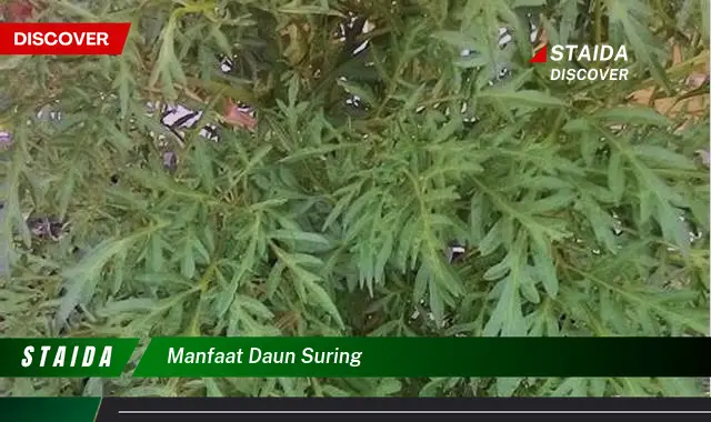 manfaat daun suring