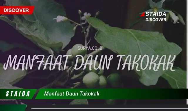 manfaat daun takokak