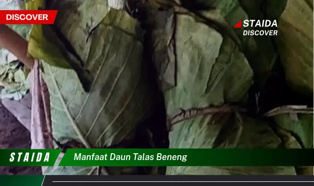 manfaat daun talas beneng