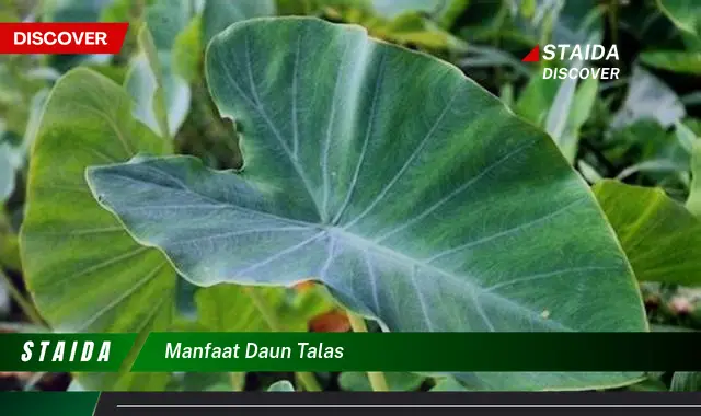 manfaat daun talas