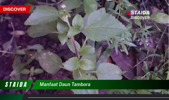 manfaat daun tambora