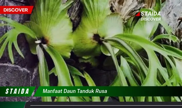 manfaat daun tanduk rusa