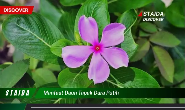 manfaat daun tapak dara putih