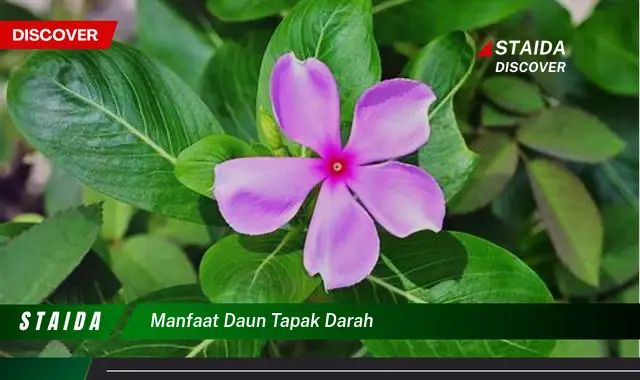 manfaat daun tapak darah