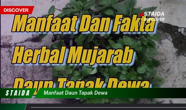 manfaat daun tapak dewa