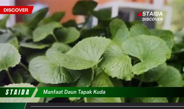 manfaat daun tapak kuda