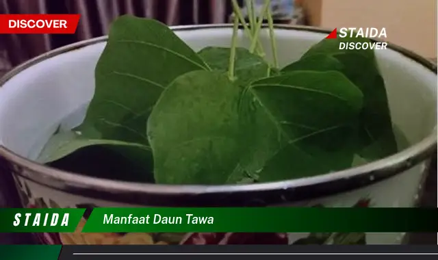 manfaat daun tawa