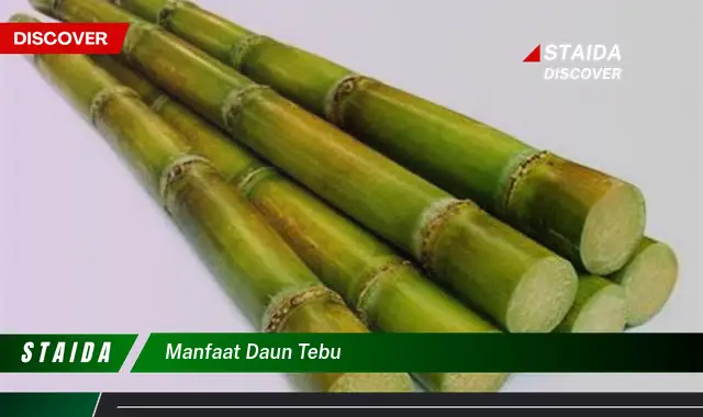 manfaat daun tebu