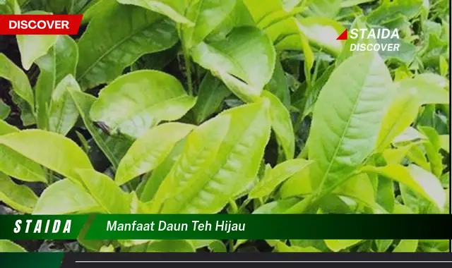 manfaat daun teh hijau