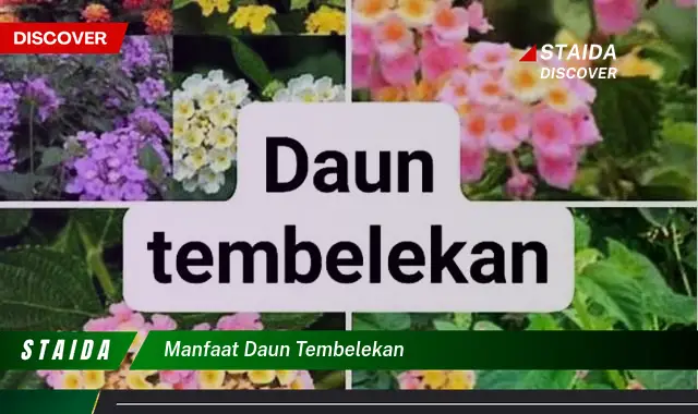 manfaat daun tembelekan