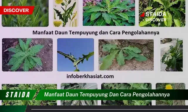 manfaat daun tempuyung dan cara pengolahannya