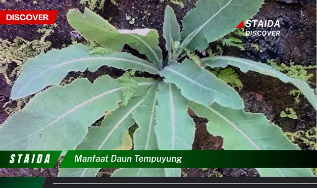 manfaat daun tempuyung