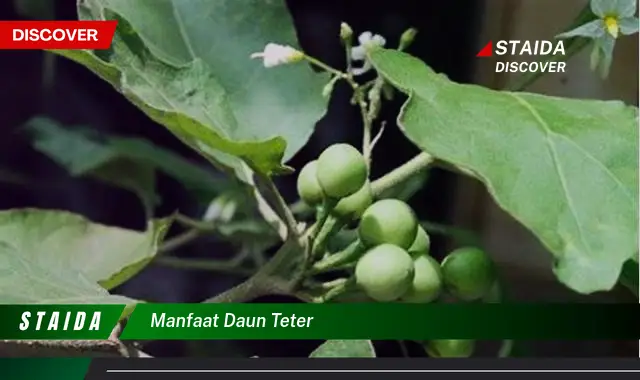 manfaat daun teter