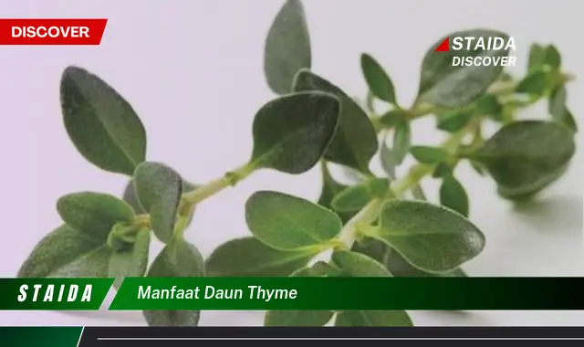 manfaat daun thyme