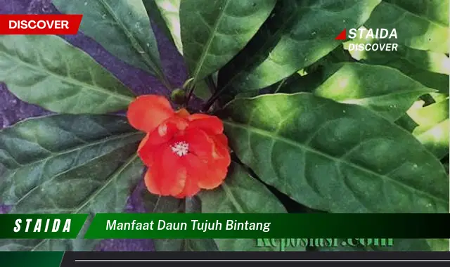 manfaat daun tujuh bintang